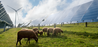 Schafe vor einer Turbine und Solarpanels